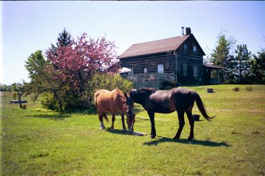 Horses